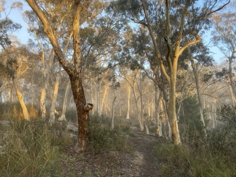 Wamboin Crown Reserve Walk